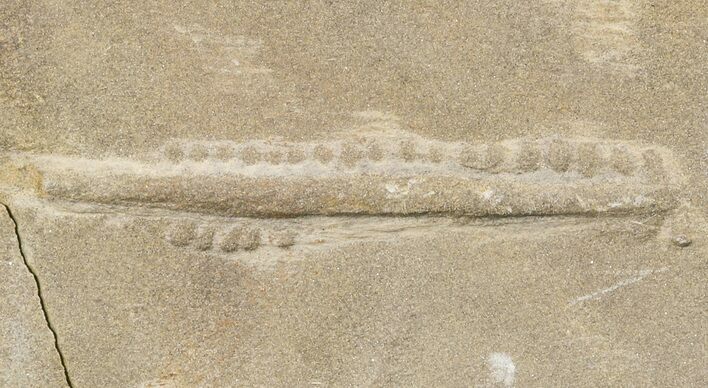 Cruziana (Fossil Trilobite Trackway) - Morocco #49196